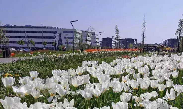 Budynek Wydziału Biologii pośród kwiatów