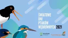 Światowe Dni Ptaków Wędrownych