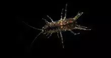 Asellus aquaticus