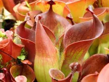 Heliamphora