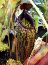 Nepenthes