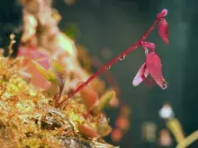 Utricularia quelchii