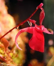 Utricularia quelchii