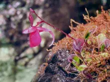 Utricularia quelchii