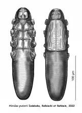 Miridex putorii - rycina