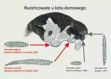Nużeńce