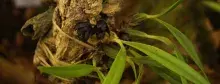 Brasiliorchis schunkeana 