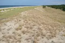 Siedlisko wydmowe