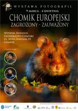 plakat chomik