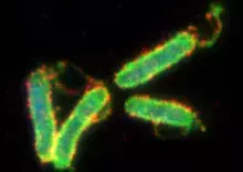 H. pylori