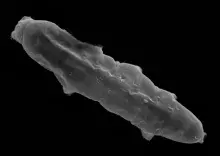 Mesobiotus mandalori