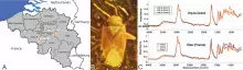 A. Stanowiska żywic kopalnych w Belgii; B. Cativolcus uebruum Szwedo, 2024 (Heteroptera: Miridae: Psallopinae); C. Widma FTIR bursztynu z Orp-le-Grand i z Oise (Francja)