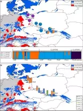 Struktura genetyczna (klastry i haplotypy) zintegrowana z obszarami odpowiednimi dla O. apifera dla RCP 8.5 w 2070 r.