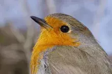 Rudzik. Foto: Katarzyna Stępniewska