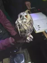 Uszatka. Foto: Magdalena Remisiewicz