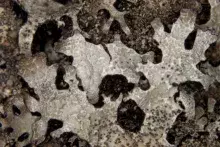 Ryc. 1 <em>Cora dalfornoae</em>