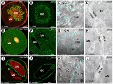 Białka arabinogalaktanowe wykryte z użyciem przeciwciała monoklonalnego JIM13 w dojrzałych ziarnach pyłku <em>Gagea lutea</em>, <em>Ornithogalum </em> i <em>Galanthus nivalis</em></em>.