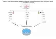Synergiczne działanie witaminy D3 oraz fumaranu dimetylu (DMF) w szczurzym modelu sporadycznej choroby Alzheimera (sAD)