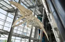 Szkielet "patrona" debaty "Pod wielorybem"