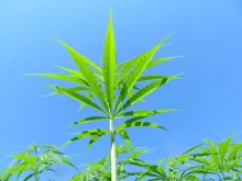 Rośliny z pola konopnego