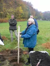 Pani Prodziekan jabłoń - "Koksę Pomarańczową",