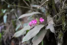 Comparettia falcata
