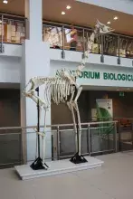 Nowe eksponaty w Muzeum Przyrodniczym