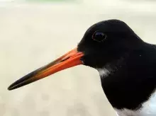 Portret ostrygojada (Haematopus ostralegus) - ptaka gniazdującego w Polsce tylko w kilku miejscach, m.in. w ujściu przekopu Wisły