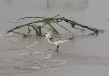 Piaskowiec (Calidris alba) - gatunek gniazdujący w Arktyce, pojawiający się u nas głównie w okresie jesiennej migracji