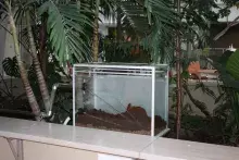 Formikarium na Wyspie Darwina