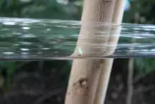 Formikarium na Wyspie Darwina