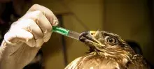 Wydział Biologii UG współpracuje z "Ostoją"
