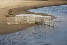 Wacek w ujściu Wisły