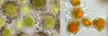 Trebouxia i Trentepohlia