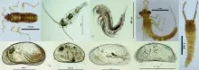 Nagroda Polskiego Towarzystwa Hydrobiologicznego