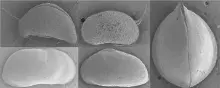 Nagroda Polskiego Towarzystwa Hydrobiologicznego