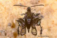 Nowy gatunek Heterosphecia pahangensis