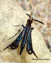 Nowy gatunek Heterosphecia ellawi