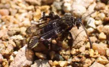 Nowy gatunek Aschistophleps argentifasciata