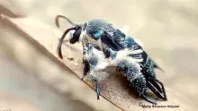 Ponownie odkryty gatunek Heterosphecia tawonoides