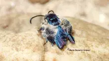 Ponownie odkryty gatunek Heterosphecia tawonoides