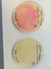 Kurs: "Synthetic biology. New concepts and methods"