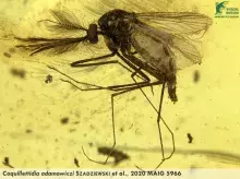 C. adamowici