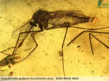 C. gedanica