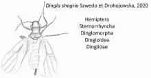 D. shangria