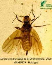D. shangria