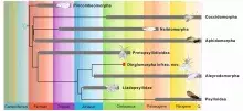 Dinglomorpha