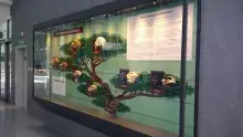 Drzewo rodowe człowieka