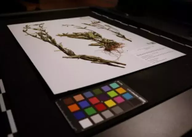Herbarium Pomeranicum czyli Wirtualny Zielnik Pomorza