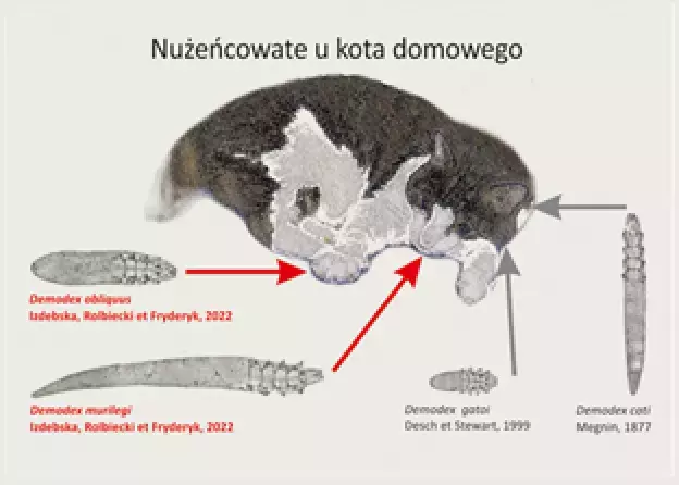 Nowe dla nauki pasożyty kota